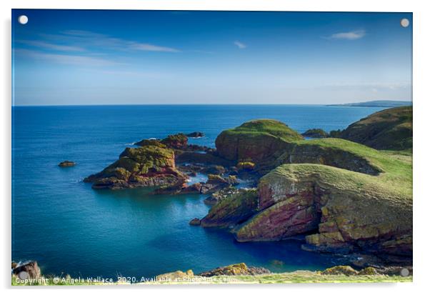 Cliff tops at St Abbs Scotland Acrylic by Angela Wallace