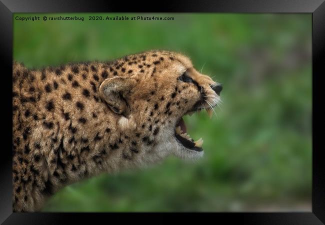 Cheetah Call Framed Print by rawshutterbug 