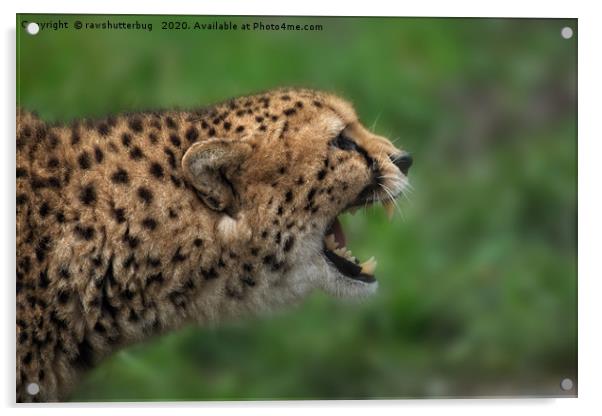 Cheetah Call Acrylic by rawshutterbug 