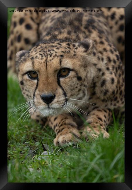 Stalking Cheetah Framed Print by rawshutterbug 