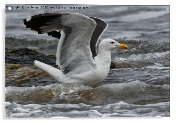 Stretching Seagull Acrylic by Jim Jones