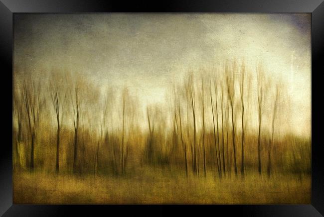 The Trees ..... Norfolk Framed Print by Dave Turner