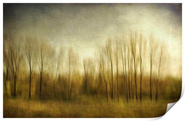 The Trees ..... Norfolk Print by Dave Turner