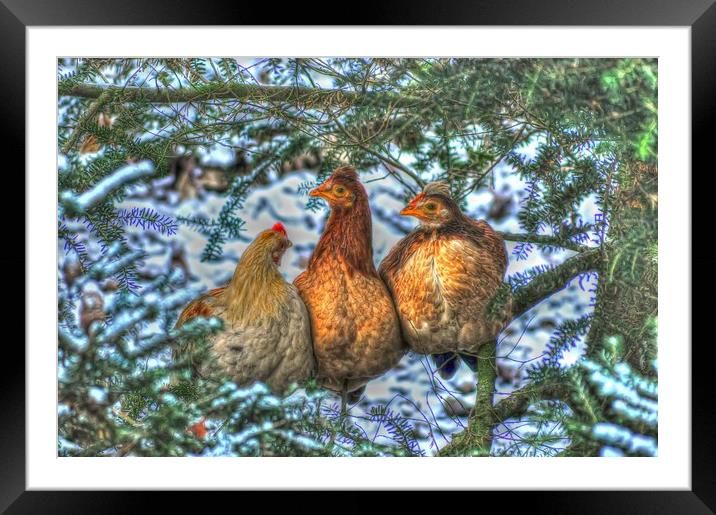 Three French Hens Framed Mounted Print by Valerie Paterson