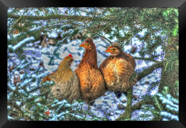 Three French Hens Framed Print by Valerie Paterson