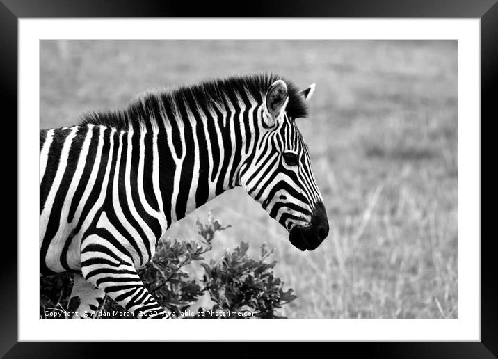 African Zebra    Framed Mounted Print by Aidan Moran