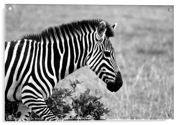 African Zebra    Acrylic by Aidan Moran