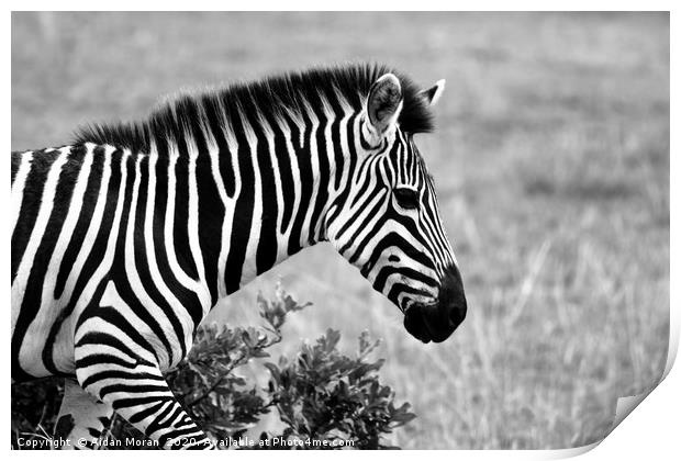 African Zebra    Print by Aidan Moran