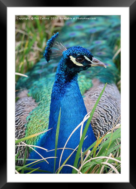 Resting Peacock Framed Mounted Print by Roz Collins
