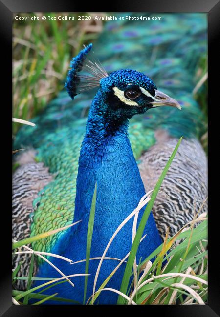 Resting Peacock Framed Print by Roz Collins