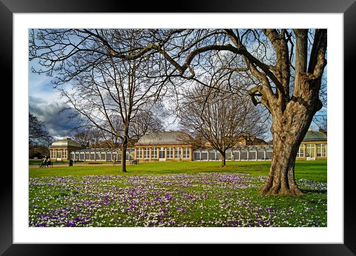 Sheffield Botanical Gardens in Spring              Framed Mounted Print by Darren Galpin