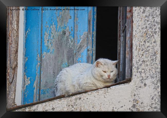 A White Cat in Marvao, Portugal Framed Print by Roz Collins