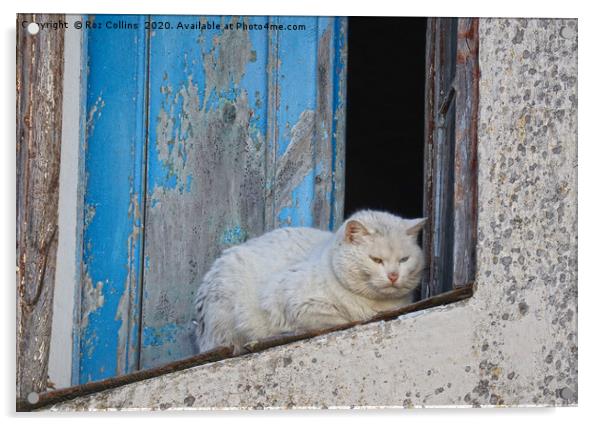 A White Cat in Marvao, Portugal Acrylic by Roz Collins