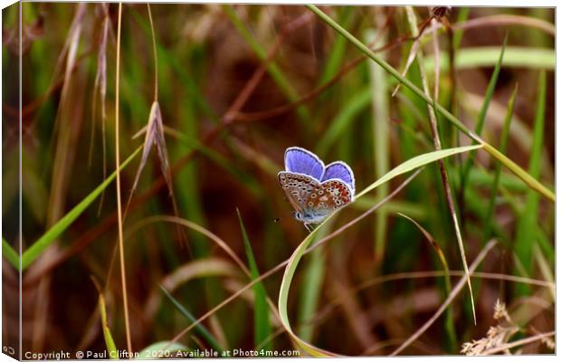 Beautiful common blue butterfly at rest. Canvas Print by Paul Clifton