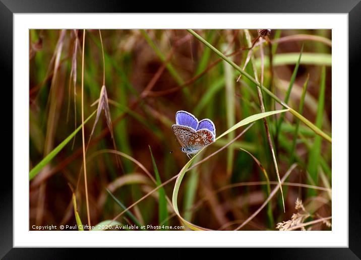 Beautiful common blue butterfly at rest. Framed Mounted Print by Paul Clifton