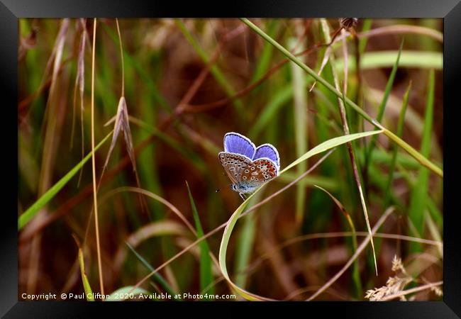 Beautiful common blue butterfly at rest. Framed Print by Paul Clifton