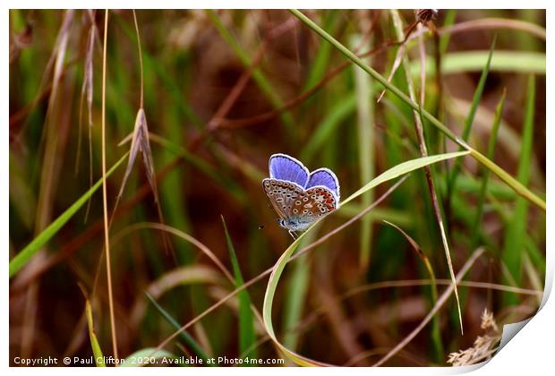Beautiful common blue butterfly at rest. Print by Paul Clifton