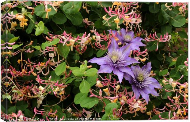 Clematis and honeysuckle. Canvas Print by Paul Clifton