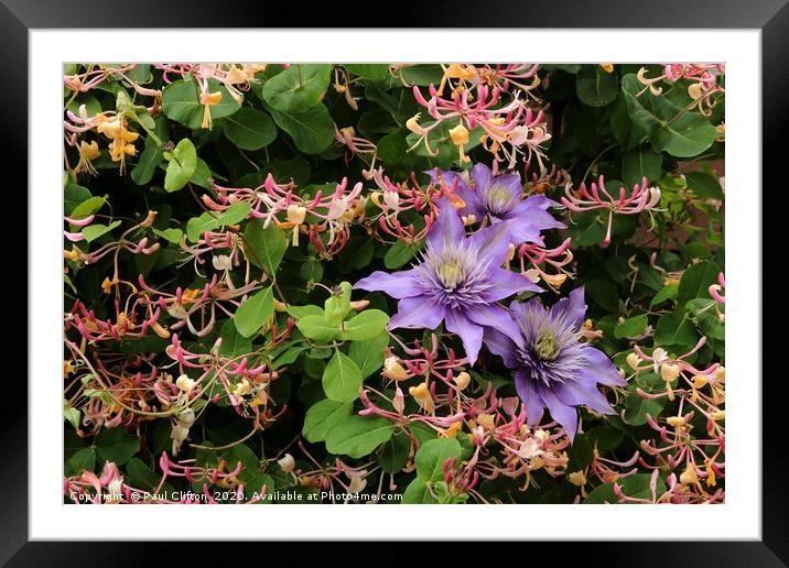 Clematis and honeysuckle. Framed Mounted Print by Paul Clifton