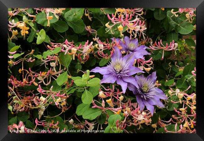 Clematis and honeysuckle. Framed Print by Paul Clifton