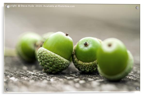 Freshly fallen green Acorns Acrylic by Steve Hyde