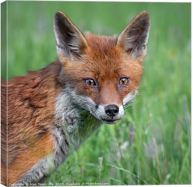 Red fox Canvas Print by Alan Tunnicliffe