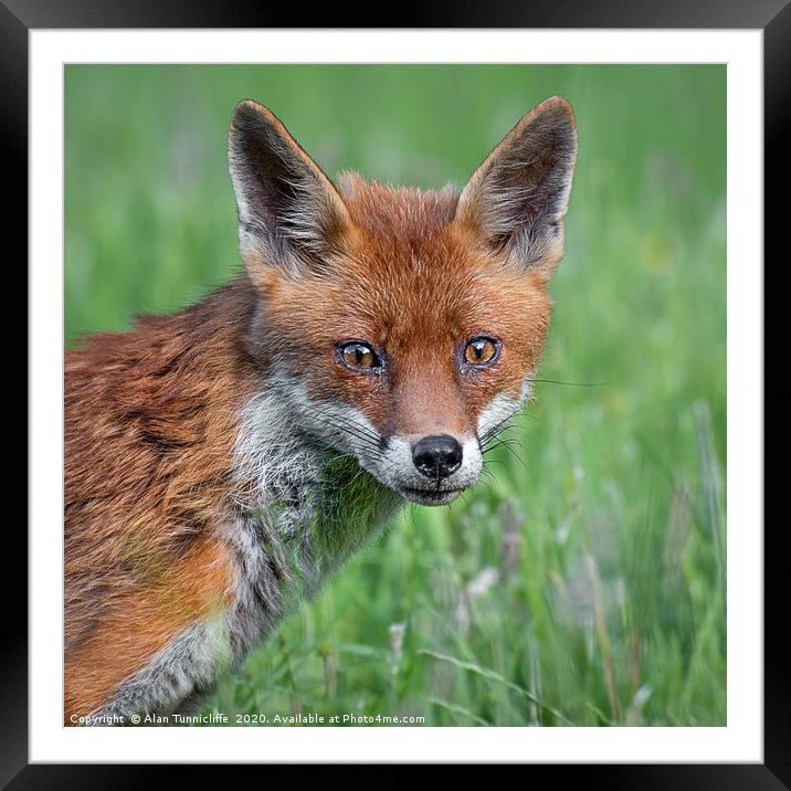Red fox Framed Mounted Print by Alan Tunnicliffe