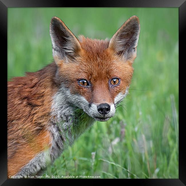 Red fox Framed Print by Alan Tunnicliffe