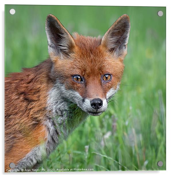 Red fox Acrylic by Alan Tunnicliffe