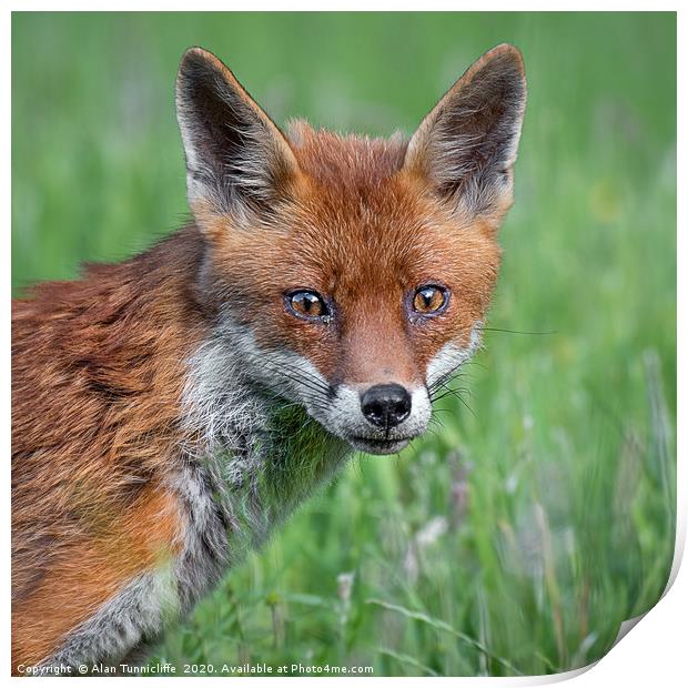 Red fox Print by Alan Tunnicliffe