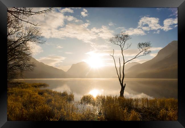 Lonely Tree, Buttermere Framed Print by Andrew Sharpe