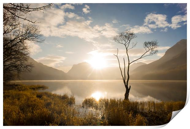 Lonely Tree, Buttermere Print by Andrew Sharpe