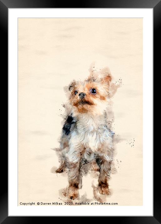 Yorkshire Terrier Framed Mounted Print by Darren Wilkes