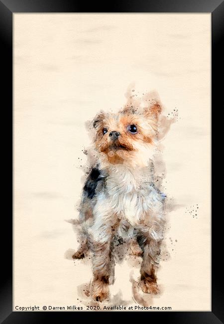 Yorkshire Terrier Framed Print by Darren Wilkes