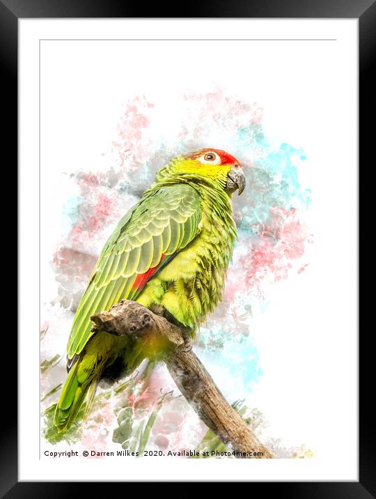 Amazon Parrot Framed Mounted Print by Darren Wilkes
