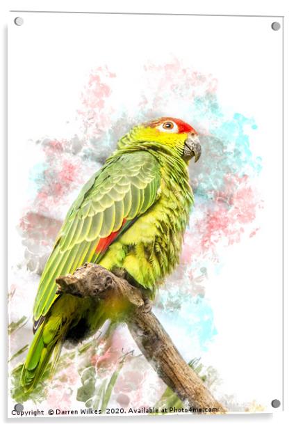 Amazon Parrot Acrylic by Darren Wilkes