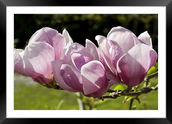 Magnolia Flowers Framed Mounted Print by Tony Bates
