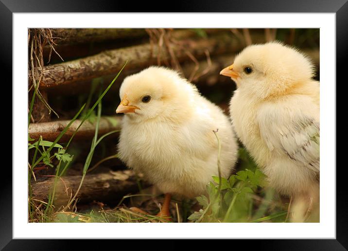 Two Little Chicks Framed Mounted Print by Gavin Liddle