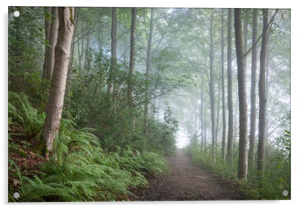 Misty forest in the Peak District Acrylic by Andrew Kearton