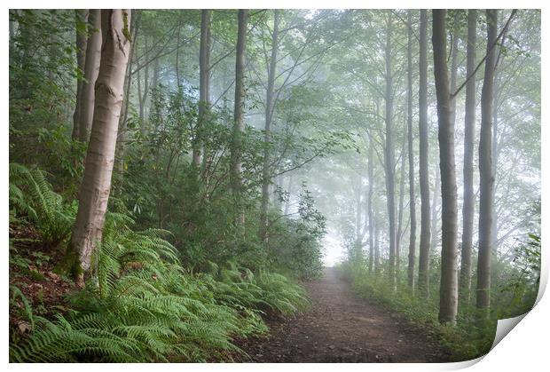 Misty forest in the Peak District Print by Andrew Kearton