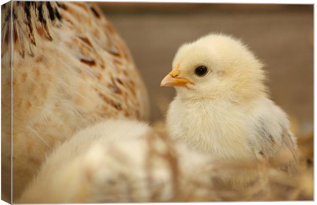 One Little Chick Canvas Print by Gavin Liddle