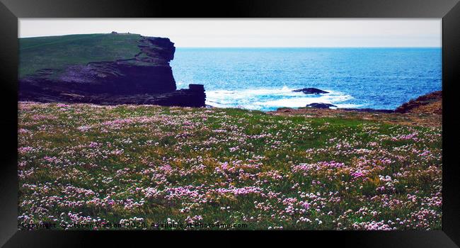 Thrift at Yesnaby Framed Print by Steven Watson
