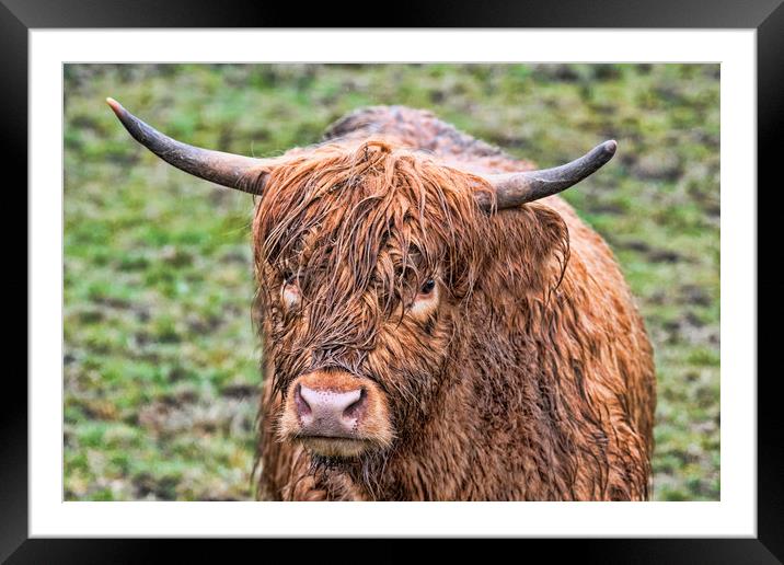 Highland Cow Framed Mounted Print by Valerie Paterson