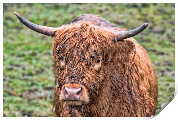 Highland Cow Print by Valerie Paterson