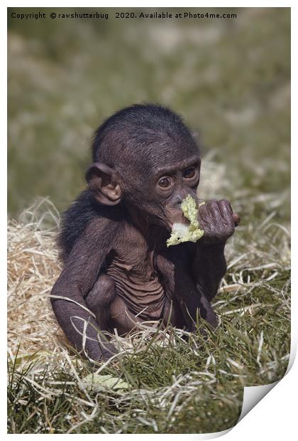 Baby Bonobo Print by rawshutterbug 