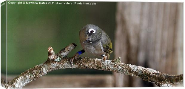 Olive White Eye Canvas Print by Matthew Bates