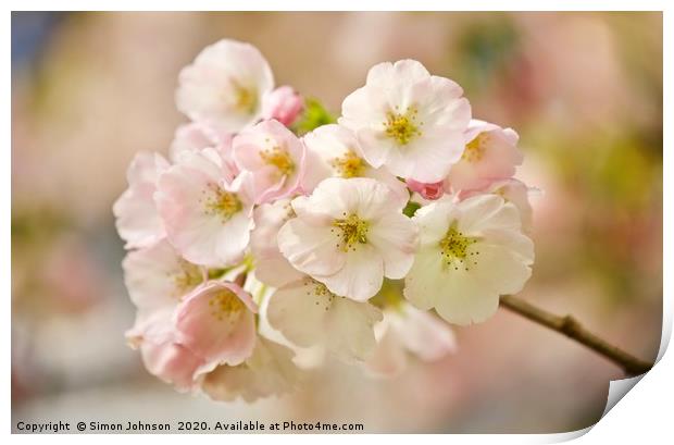 COTSWOLD BLOSSOM Print by Simon Johnson