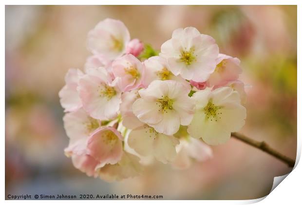 Sunlit blossom Print by Simon Johnson