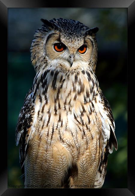 European Eagle Owl Framed Print by Matthew Bates