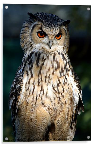 European Eagle Owl Acrylic by Matthew Bates